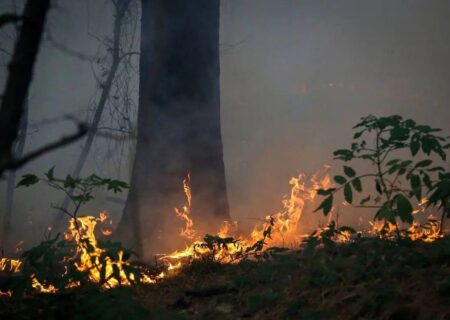 واکنش علیرضا قربانی به آتش‌سوزی جنگل‌های هیرکانی با «حریق خزان»